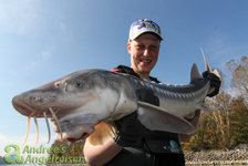 Ein Angler hält einen großen Stör in der Hand, im Hintergrund sind Bäume und blauer Himmel zu sehen.