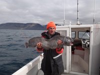 Ein Fischer hält einen großen Fisch, möglicherweise ein Seewolf, an Bord eines Bootes vor einer Meereskulisse mit Klippen im Hintergrund.
