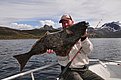 In Nord-Norwegen hält ein Angler einen beeindruckenden Heilbutt in der malerischen Fjordlandschaft. Perfektes Ziel für einen unvergesslichen Angelurlaub inmitten majestätischer Natur. Petri Heil – sorglos angeln weltweit!