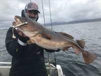 Ein Angler hält einen großen Kabeljau auf einem Boot vor einer grauen, bewölkten Meereskulisse. Ein Angler hält einen großen Kabeljau auf einem Boot vor einer grauen, bewölkten Meereskulisse.