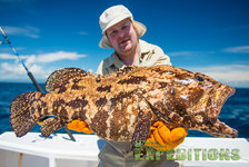 Ein Angler zeigt stolz einen bemerkenswerten Fang in Süd-Norwegen: Einen großen Braunen Zackenbarsch. Perfekter Angelurlaub bei strahlendem Sonnenschein auf einem Boot im Meer. Abenteuerlicher Angelspaß garantiert.