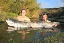 Zwei Personen halten einen großen Wels in einem flachen Gewässer vor einer grünen, hügeligen Landschaft.