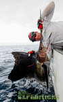Auf dem Bild wird auf den Malediven ein beeindruckender Segelfisch aus dem Meer gefangen. Perfektes Ziel für begeisterte Angler und Meeresangler, um unvergessliche Abenteuer und starke Fangchancen zu erleben.