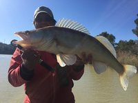 Eine Person in roter Jacke hält einen großen Zander am Wasser fest.