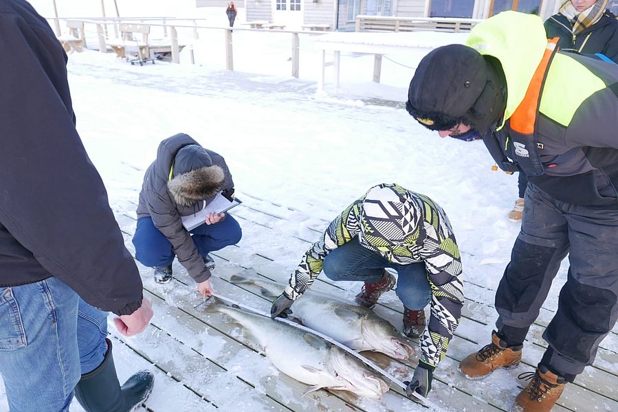 Mehrere Personen auf einem verschneiten Holzsteg untersuchen und messen gefangene große Fische neben einem Gebäude.