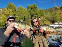 Zwei Männer halten stolz zwei große Barsche vor einer grünen Waldkulisse in die Kamera.