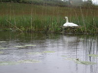 Ein Schwan sitzt auf einem Nest inmitten eines Schilfgebiets am Ufer eines Teichs mit Seerosen.