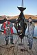 Zwei Angler in Nord-Norwegen posieren auf einem Steg mit einem beeindruckenden, riesigen Heilbutt. Sie tragen wetterfeste Kleidung, die umliegende Landschaft zeigt Schneereste auf den Hügeln. Ideal für Angelreisen und Meeresangeln.