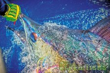 Ein beeindruckender Fang eines großen Fisches beim Meeresangeln in den Malediven. Kristallklares Wasser und bunte Köder betonen die actionreiche Angelreise. Perfektes Abenteuer für Angler auf der Suche nach exotischen Erlebnissen.