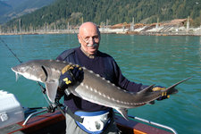 Eine Person hält einen großen Stör auf einem Boot vor einer malerischen Wald- und Bergkulisse im Hintergrund.