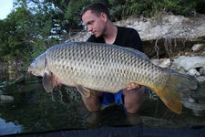 Eine Person kniet am Ufer eines Gewässers und hält einen großen Karpfen im Wasser.