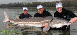 Drei Angler posieren in einem Gewässer mit einem großen Stör, den sie gefangen haben, während im Hintergrund eine Baumreihe zu sehen ist.