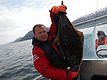 Ein Angler hält einen beeindruckenden Heilbutt auf einem Boot in der atemberaubenden Küstenlandschaft Nordlands, Norwegen. Perfekter Angelurlaub für begeisterte Meeresangler. Deze Bild strahlt Abenteuerlust und erfolgreiche Fangchancen aus.