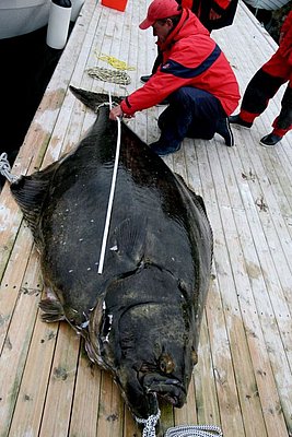 Ein Angler in roter Kleidung misst einen riesigen Heilbutt auf einem Holzsteg in Nord-Norwegen. Perfektes Ziel für Angelurlaub und Meeresangeln-Enthusiasten. Abenteuer und große Fänge erwarten dich hier. Petri Heil!