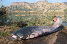 Ein Angler präsentiert stolz einen großen Wels an einem Seeufer, umgeben von Schilf und sanften Hügeln im Hintergrund.