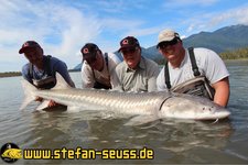 Vier Männer posieren in einem flachen Gewässer mit einem großen Stör, umgeben von einer malerischen Berglandschaft.