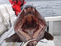 Ein großer Fisch mit offenem Maul und sichtbaren Zähnen wird auf einem Boot über dem Wasser gehalten.