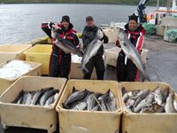Drei Personen in wetterfester Kleidung halten frisch gefangene Fische, umgeben von großen Behältern voller weiterer Fische auf einem Dock nahe einem Gewässer.