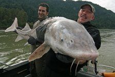 Zwei Männer halten einen großen weißen Stör auf einem Boot vor einer waldreichen Flusslandschaft.
