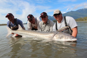 Das Bild zeigt einen beeindruckenden Stör, der im Fraser River, Kanada, gefangen wurde. Angler posieren stolz mit ihrem Fang. Die umliegende Natur schafft eine atemberaubende Kulisse für dieses Angelabenteuer. Ideal für Angelreisen!