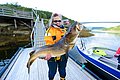 Eine Anglerin hält freudig einen großen Dorsch auf einem Bootssteg in Nordland, Norwegen. Malerische Landschaft, perfekte Fangbedingungen und Angelabenteuer warten. Ideal für passionierte Angler im Angelurlaub.