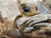 Nahaufnahme des Kopfes eines Fisches mit deutlich sichtbarem Auge und Schuppenstruktur. Nahaufnahme des Kopfes eines Fisches mit deutlich sichtbarem Auge und Schuppenstruktur.