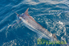Ein beeindruckender Marlin wird im tiefblauen Wasser der Malediven gefangen. Perfekter Angelurlaub für Abenteurer, die das ultimative Meeresangeln erleben wollen. Ideal für Hochseeangeln mit großartigen Erfolgsaussichten.