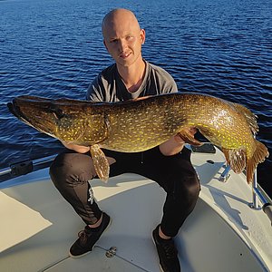 Ein Angler hält einen großen Hecht vor der idyllischen Kulisse des blauen Wassers in Hälsingland, Schweden. Perfektes Ziel für deinen nächsten Angelurlaub.