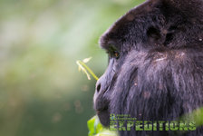 Ein Gorilla in Nahaufnahme, umgeben von grünem Laub, in einer natürlichen Umgebung. Perfekt für Naturliebhaber und Abenteurer. Ideal für SEO: Natur, Tierwelt, Hälsingland, Schweden.