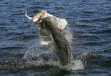 Ein großer Fisch springt aus dem Wasser und versucht einen gefangenen Fisch zu erbeuten, während Wasser in die Luft spritzt.