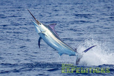 Spektakuläres Bild eines Marlins beim Sprung aus dem Meer vor Tansania. Perfekt für abenteuerlustige Angler auf Angelreisen, die beeindruckende Fangchancen im Meeresangeln erleben möchten. Ideal für einen unvergesslichen Angelurlaub.