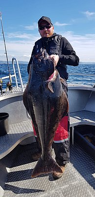 Ein beeindruckender Fang eines großen Heilbutts auf einem Angelboot vor der Küste von Hitra, Norwegen. Perfektes Wetter und ideale Bedingungen für Meeresangeln im klaren, blauen Wasser. Abenteuerlicher Angelurlaub in atemberaubender Umgebung.