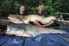 Zwei Männer sitzen im Freien und präsentieren stolz zwei große gefangene Welse.