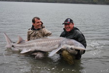 Zwei Männer stehen im Wasser und halten gemeinsam einen großen Stör.