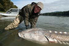 Ein Fischer hält einen großen Stör im flachen Wasser, während ein Boot mit der Aufschrift "Sturgeon Hunter" im Hintergrund sichtbar ist.