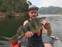 Ein Mann in einem Boot hält einen großen Flussbarsch vor malerischer Berglandschaft.