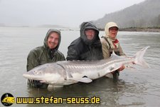 Drei Angler stehen im Wasser und halten gemeinsam einen großen Stör in die Kamera.
