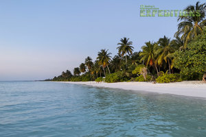 Strand auf den Malediven: türkises Wasser, feiner weißer Sand, gesäumt von Palmen. Perfekter Ort für einen entspannten Angelurlaub. Luxuriöses Abenteuer am Meer für unvergessliche Erlebnisse. Petri Heil auf den Malediven!