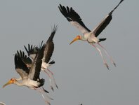 Mehrere Störche mit langen Schnäbeln und rosa Beinen fliegen elegant im blauen Himmel.