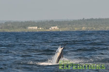 Sprungfreudiger Marlin vor der Küste, eingerahmt von den üppigen Tropen der Malediven. Perfektes Ziel für Meeresangeln-Enthusiasten. Angelurlaub mit beeindruckenden Fangchancen und einzigartigen Abenteuern. Entdecke die faszinierende Welt der Malediven.