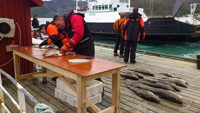 Auf einem Holzsteg in Nord-Norwegen filetieren Angler Fische vor einem Hintergrund aus Bergen und einem Schiff. Perfektes Angelurlaubs-Szenario für Meeresangeln-Enthusiasten.