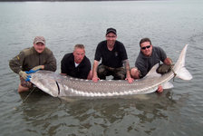 Vier Männer knien im flachen Wasser und halten gemeinsam einen großen Stör in den Armen.