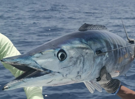 Dieses Bild zeigt einen prächtigen Wahoo, gefangen vor der Küste von São Vicente, Kapverden. Der Fisch hat ein glänzendes, gestreiftes Muster und wird von einem Angler über dem blauen Ozean gehalten.