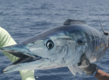 Dieses Bild zeigt einen prächtigen Wahoo, gefangen vor der Küste von São Vicente, Kapverden. Der Fisch hat ein glänzendes, gestreiftes Muster und wird von einem Angler über dem blauen Ozean gehalten.