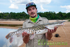 Ein Angler hält einen beeindruckenden Tiger-Spatelwels an einem Flussufer in Südwest-Norwegen. Ideal für einen Angelurlaub mit großartigen Fangchancen in malerischer Natur. Perfekt für Abenteuer und Entspannung gleichermaßen.
