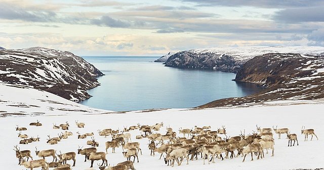 Nord-Norwegen: Eine majestätische Herde Rentiere wandert über schneebedeckte Landschaften, umgeben von beeindruckenden Fjorden, die sich im Meer verlieren. Perfekte Kulisse für Naturfreunde und Fotografen auf der Suche nach einzigartigen Erlebnissen in der Wildnis.