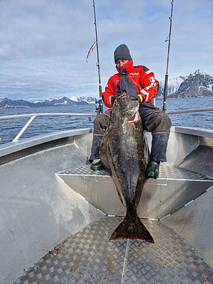 Angelurlaub in Nord-Norwegen: Angler hält beeindruckenden Heilbutt auf einem Boot vor majestätischer, schneebedeckter Bergkulisse. Perfektes Ziel für Abenteurer und Meeresangel-Enthusiasten. Unvergessliches Erlebnis in den klaren Gewässern bei traumhafter Landschaft.