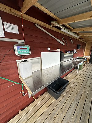 Dieses Bild zeigt eine Fischverarbeitungsstation in Nord-Norwegen. Ein rot gestrichener Boden, Edelstahlflächen, eine Waage und Angelwerkzeuge betonen den praktischen Nutzen für Angelreisen. Ideal für Meeresangler in Norwegen.