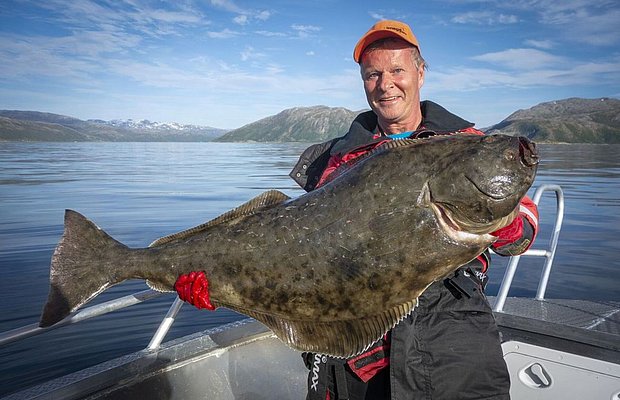 Ein Angler in Nord-Norwegen hält stolz einen großen Heilbutt an Bord eines Bootes, umgeben von beeindruckender Fjordlandschaft unter blauem Himmel. Perfektes Ziel für Angelreisen und Meeresangeln.