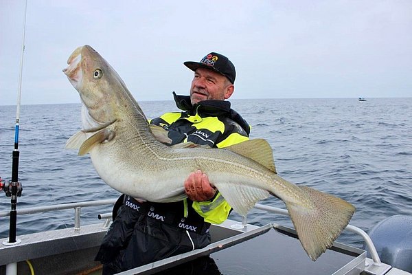 Ein Angler hält stolz einen großen Kabeljau auf einem Boot in Nord-Norwegen. Ideal für Meeresangeln, verspricht dieses Abenteuer reiche Fänge und unvergessliche Momente. Perfekte Kombination aus Naturerlebnis und Angelspaß.